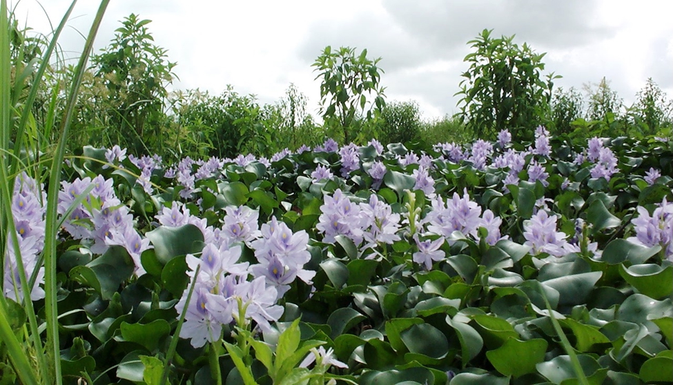 Argief: Wat in die water laat die lastige waterhiasint so welig groei?