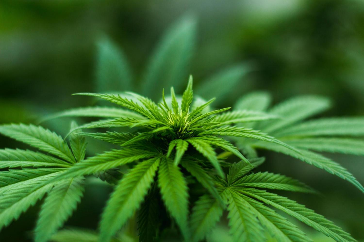 Luister weer: Is dagga die nuwe wonderkuur?