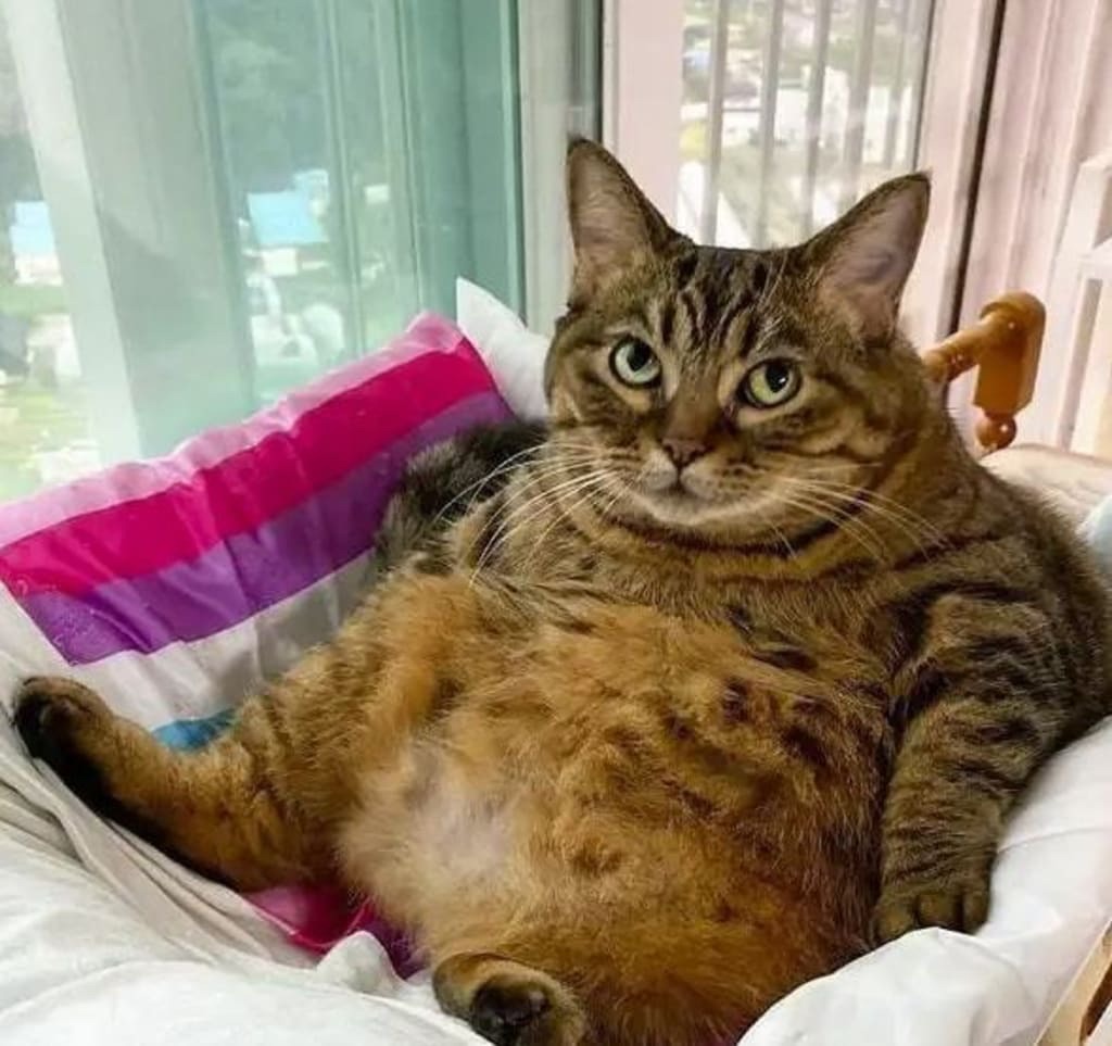 Help jou kat só om te verslank