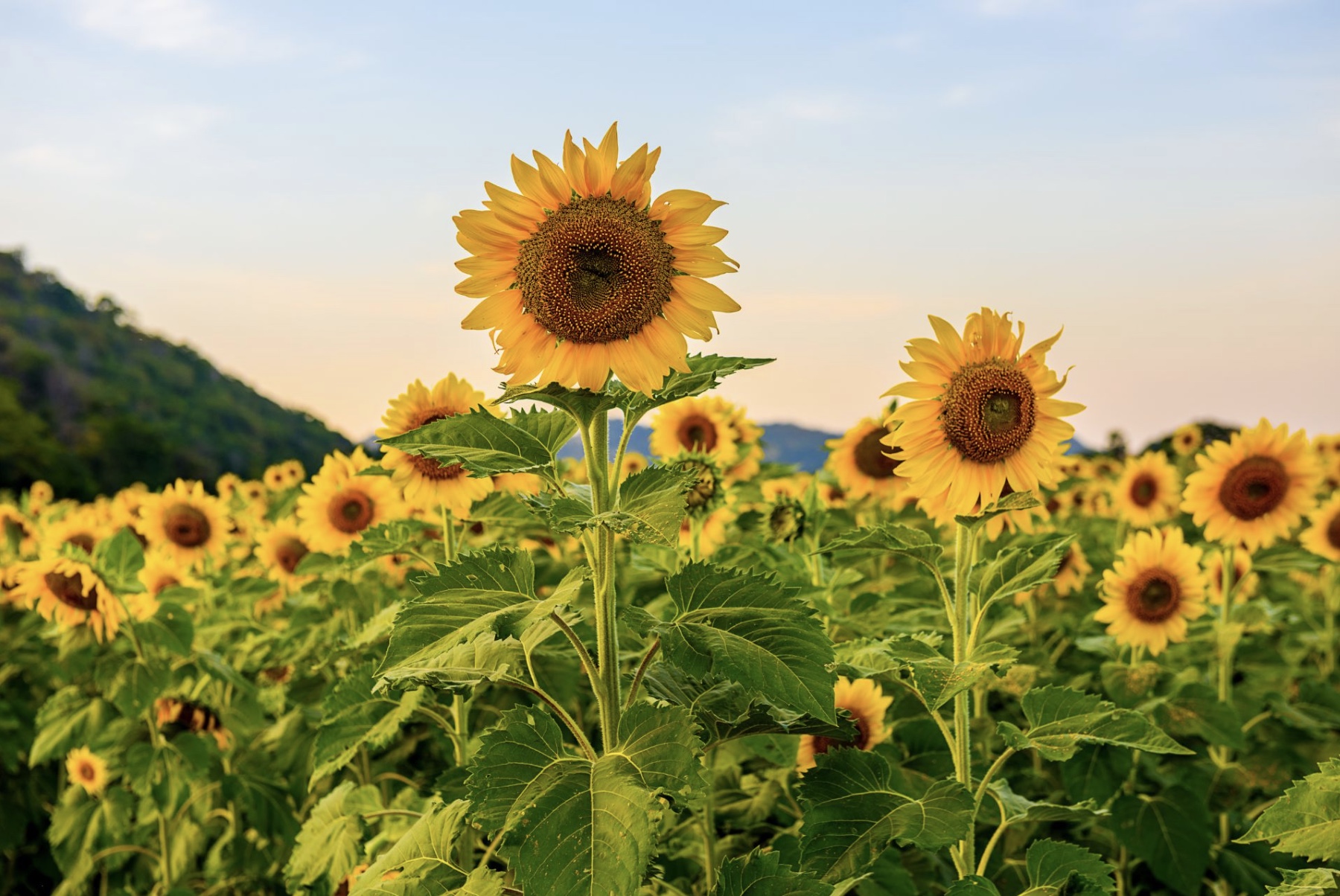 Plant jou sonneblomme vroeg