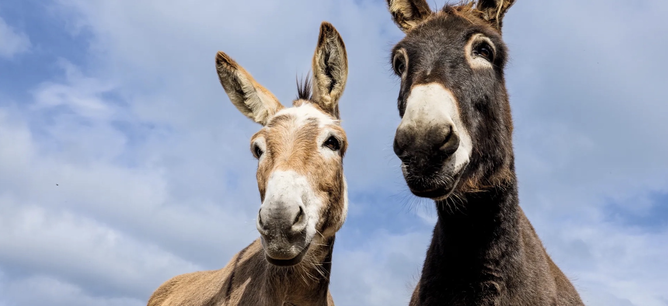 Eitemal se “Jaffie” word ons vervolgverhaal vir die Pase