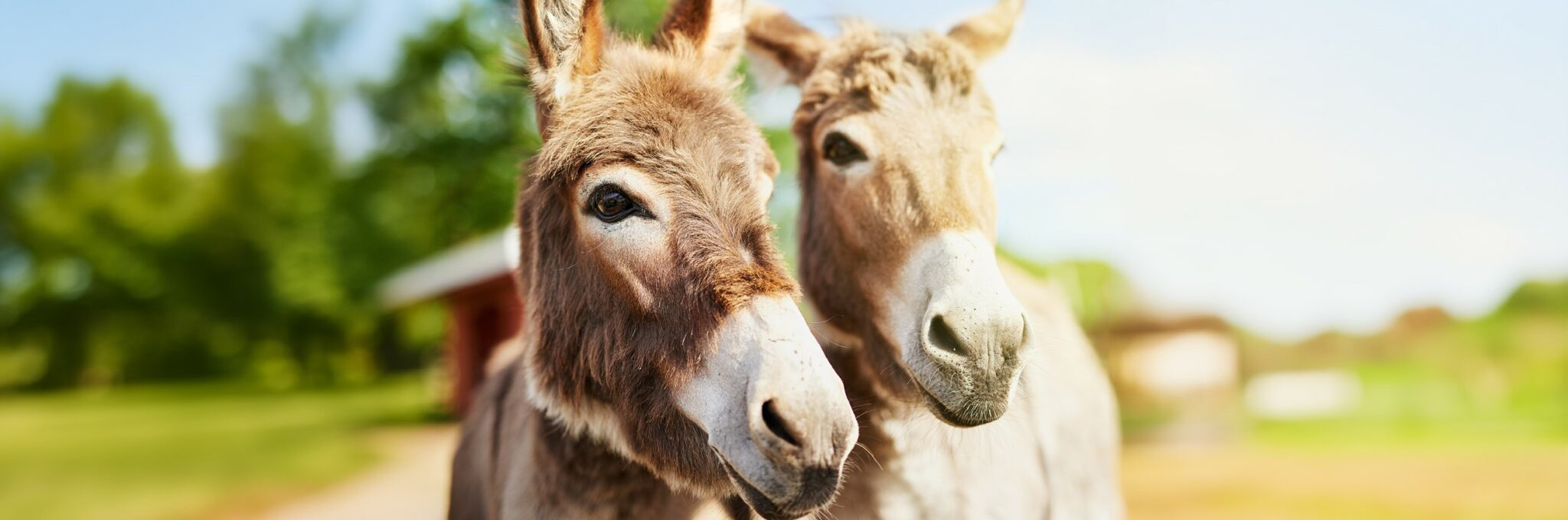 Eitemal se “Jaffie” word ons vervolgverhaal vir die Pase