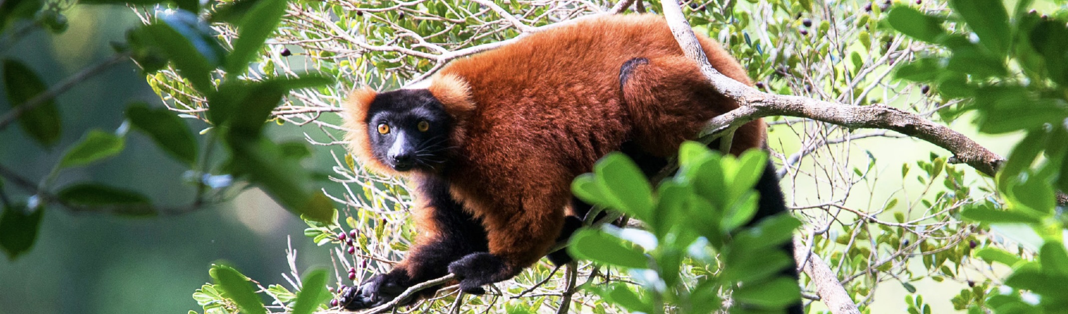 90% van Madagaskar se plante en diere is endemies