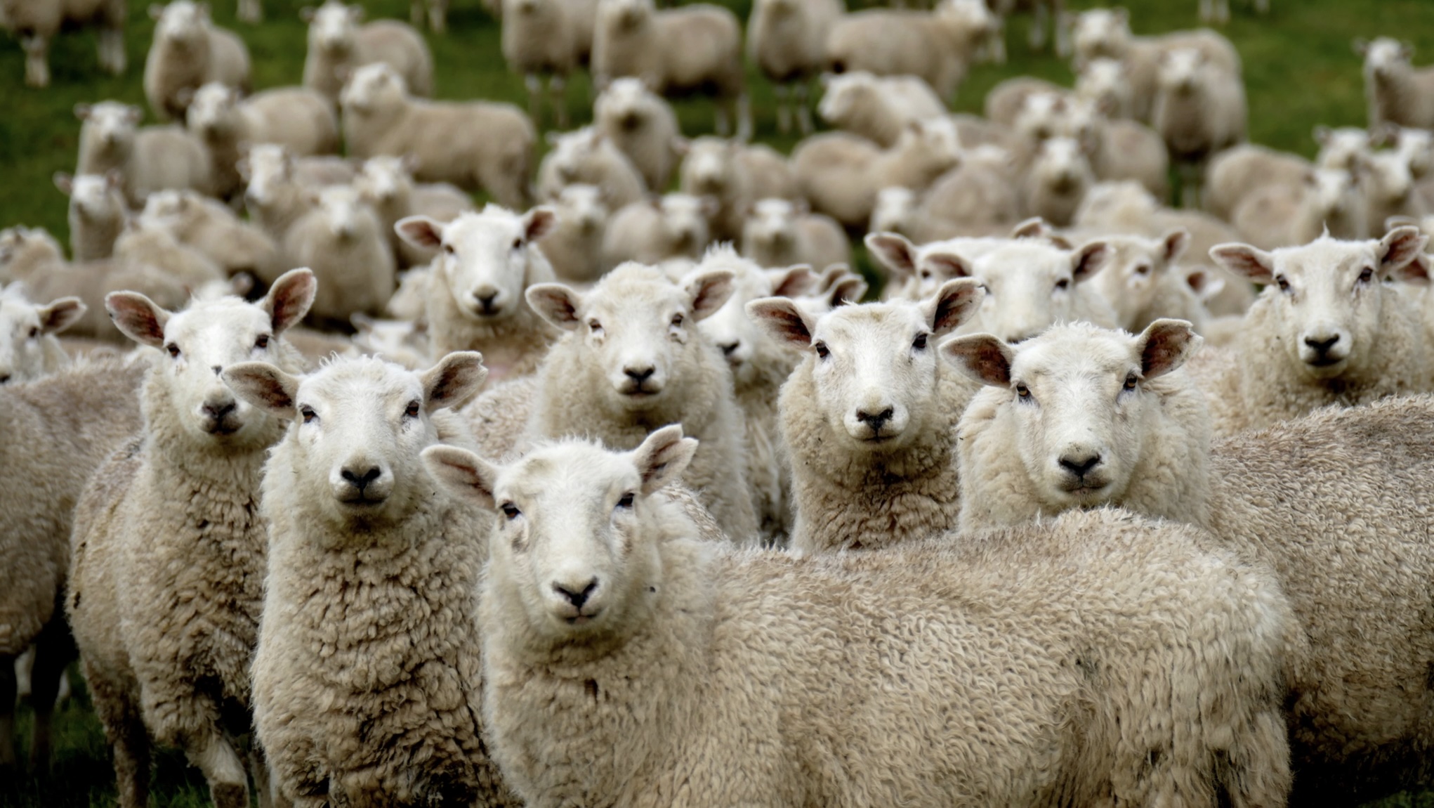 Hoekom word veediefstalsake nie opgelos nie?