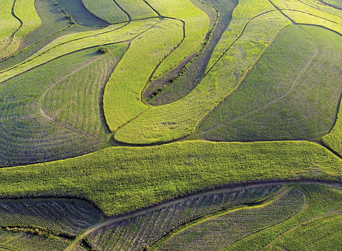  Wat is die toekoms van ons suikerriet ná Tongaat Hulett likwidasie?