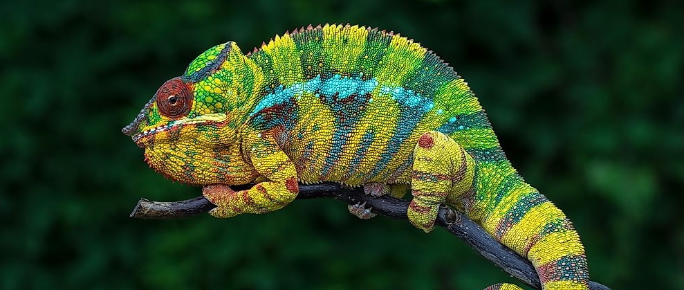 Hoekom is 90% van Madagaskar se plante en diere endemies?