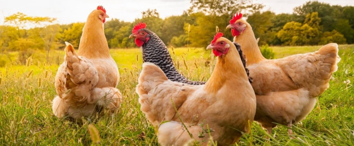 Donderdagaand: Vryloop is toe glad nie vry nie!