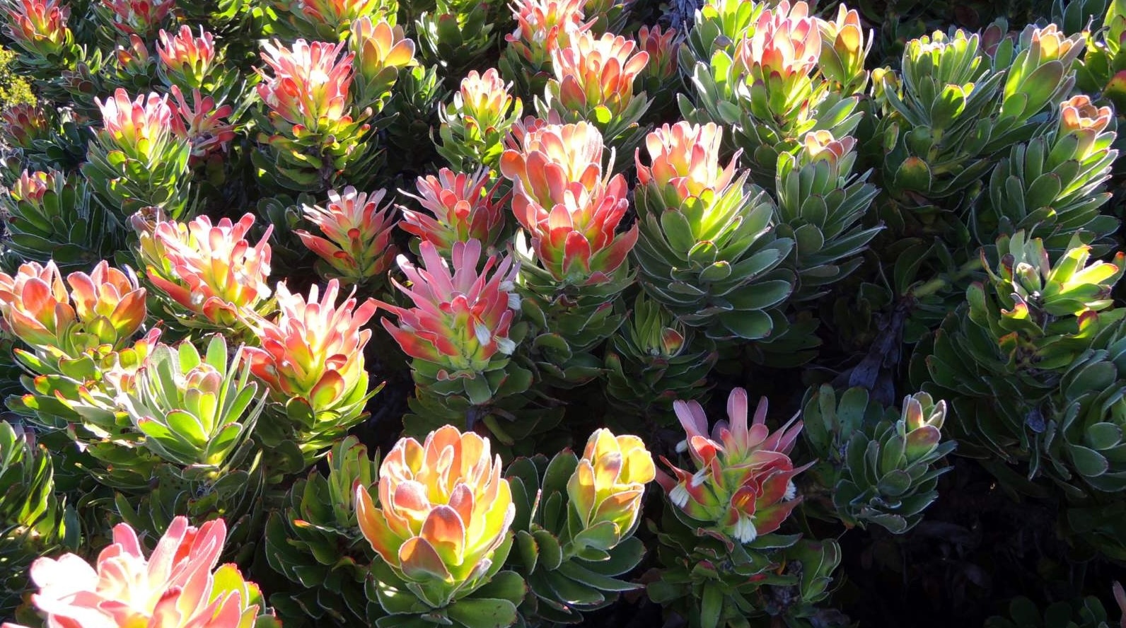 Wat het miljoene jare gelede begin wat die Kaap en Namakwaland se plantegroei so uniek maak?