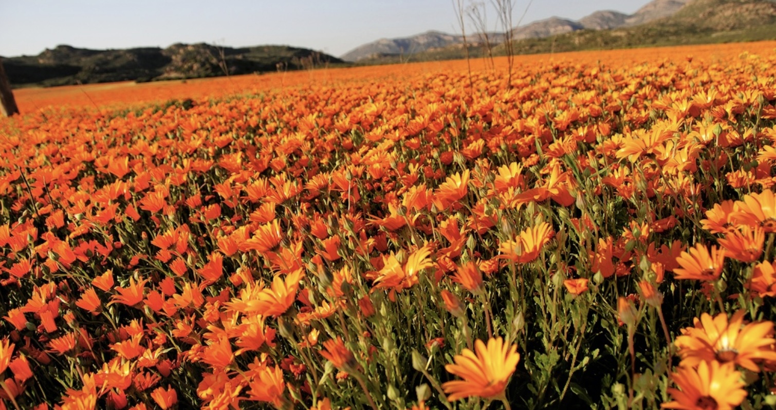 Wat het miljoene jare gelede begin wat die Kaap en Namakwaland se plantegroei so uniek maak?