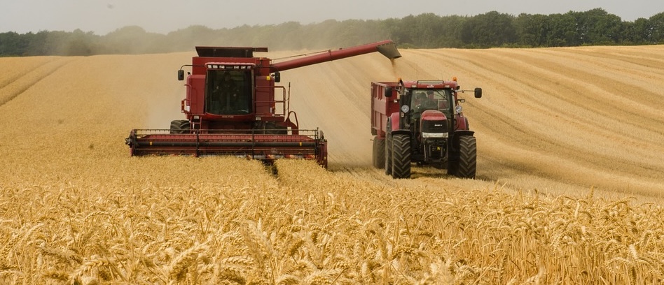 Koringproduksie in SA onder groot druk