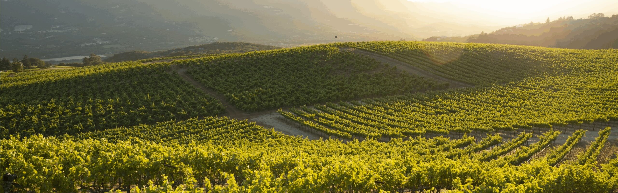 ‘n Lyk in ‘n dam is die sneller vir ons nuwe middagstorie, "Die eerste wingerd"