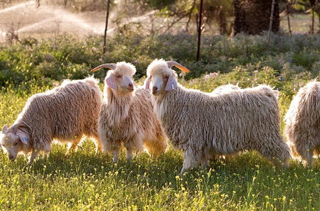  SA produseer meer as 50% van die wêreld se sybokhaar