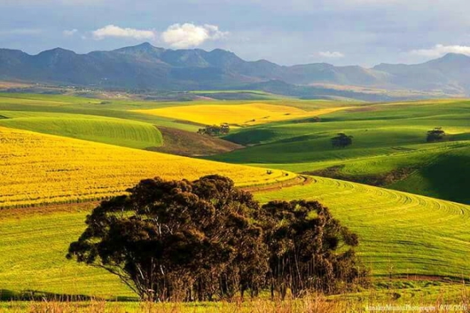 Waarskuwing vir canolaboere oor mistige toestande