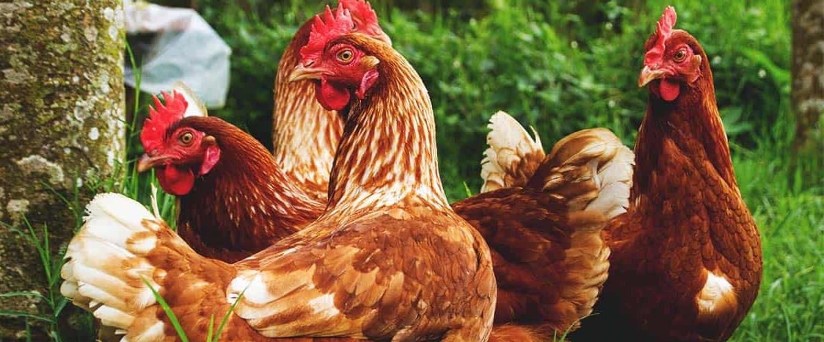Organies, vrylopend, graangevoer en grasgevoer – wat beteken dit?