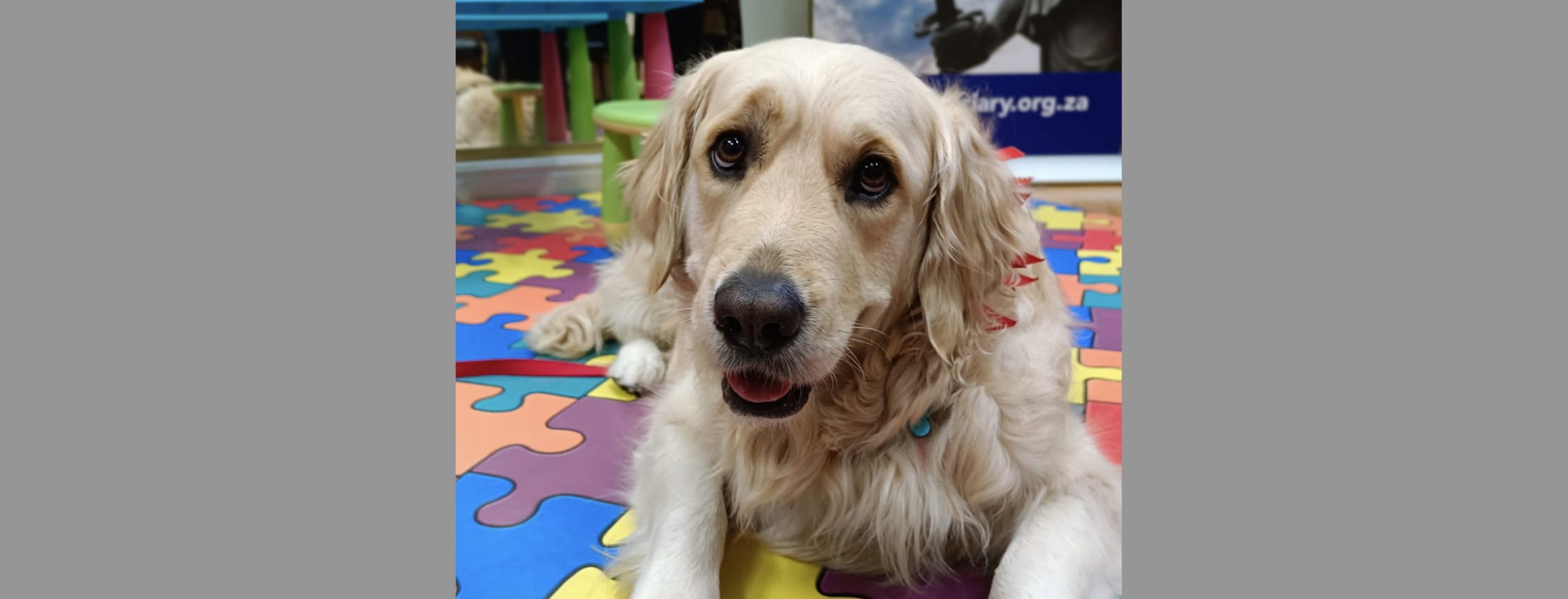 Toffee, die Golden Retriever, help getraumatiseerde kinders