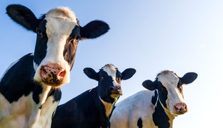 Wat behels die verantwoordelike gebruik van antibiotika in diere?