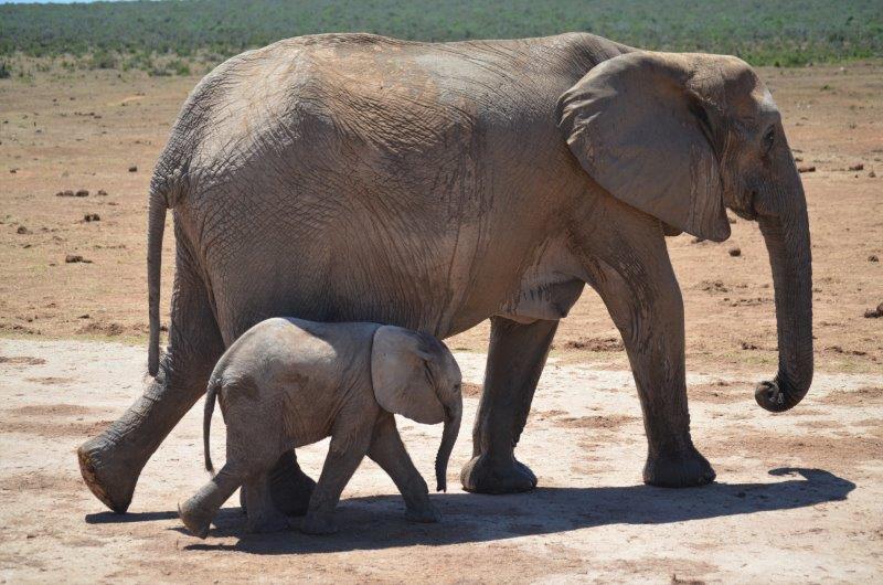 Luister weer: Die olifante wat verkies het om te vergeet